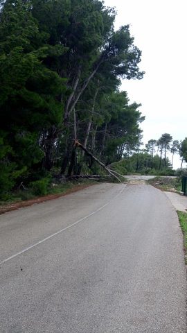U predjelu Giča srušena stabla